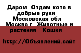 Даром. Отдам кота в добрые руки. - Московская обл., Москва г. Животные и растения » Кошки   